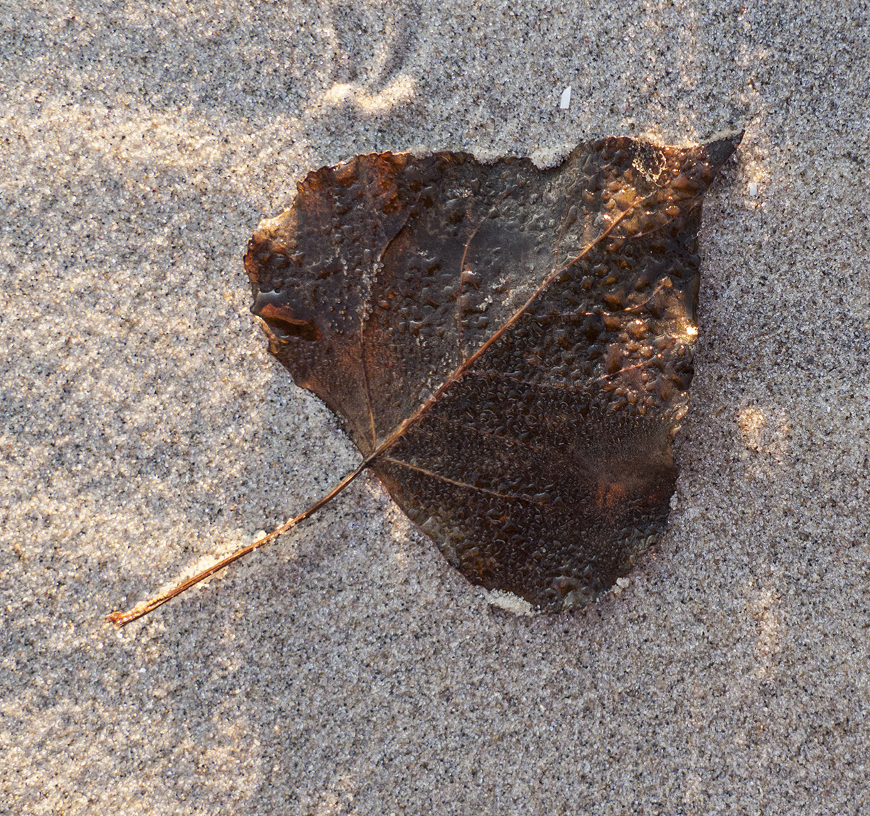 %_tempFileNameSCHAUPLATZ%20-%2008%