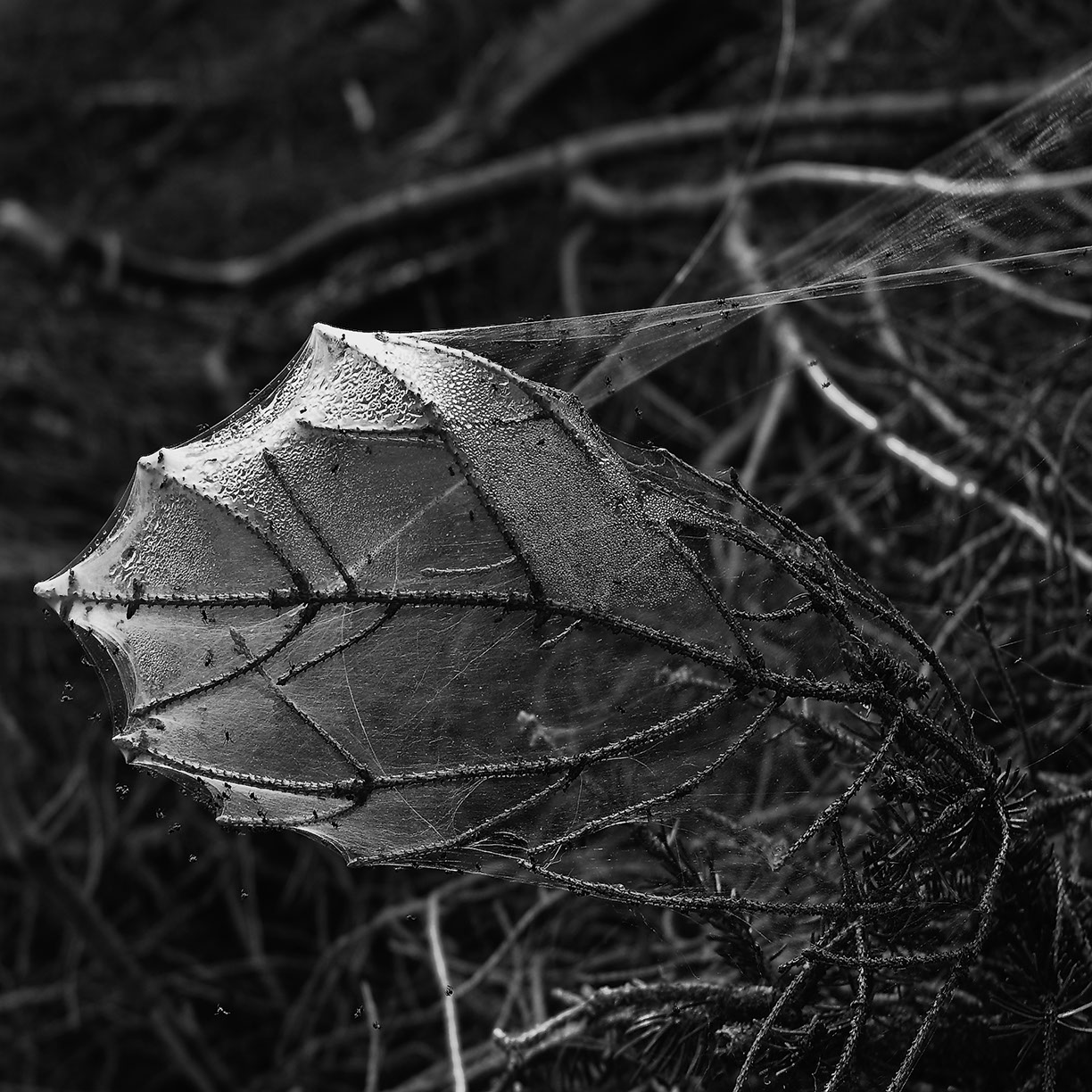 %_tempFileNameSCHAUPLATZ%20-%2050%