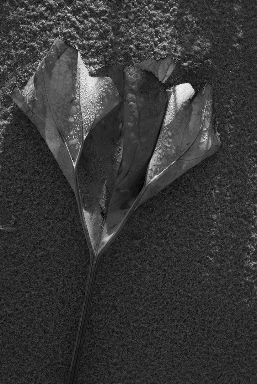 %_tempFileNameSCHAUPLATZ%20-%2073%