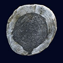 %_tempFileNameSCHAUPLATZ%20-%2017%