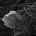 %_tempFileNameSCHAUPLATZ%20-%2050%