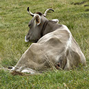 %_tempFileNameSCHAUPLATZ%20-%2071%