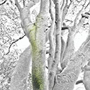 %_tempFileNameSCHAUPLATZ%20-%2077%