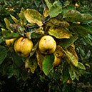 %_tempFileNameSCHAUPLATZ%20-%2084%