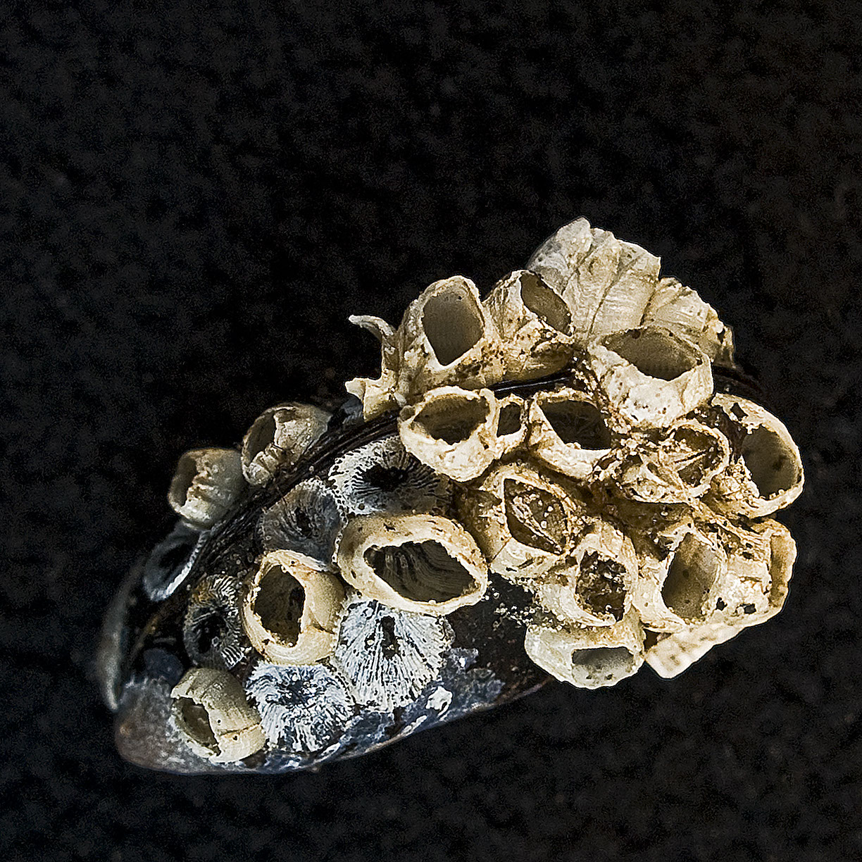 %_tempFileNameSTRUKTUR%20-%20004%