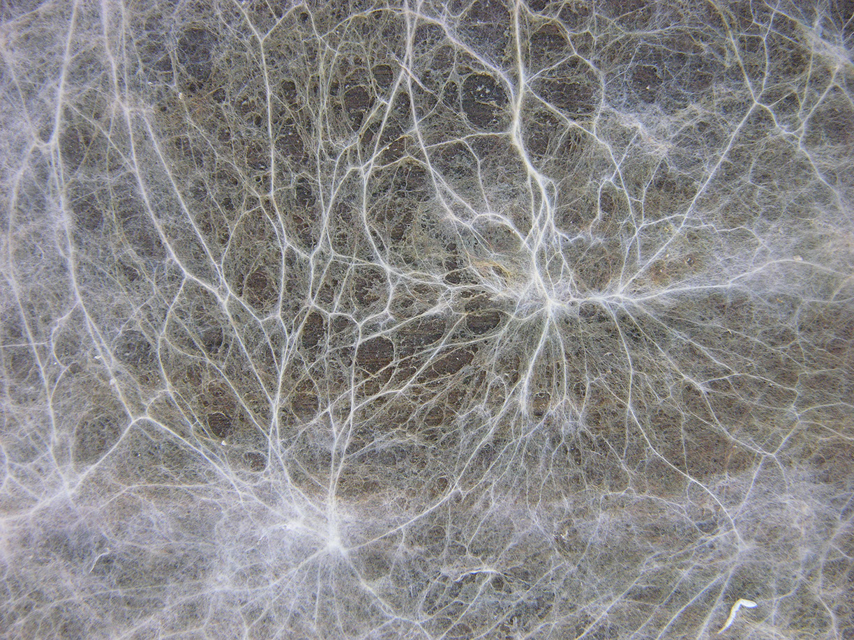 %_tempFileNameSTRUKTUR%20-%20027%