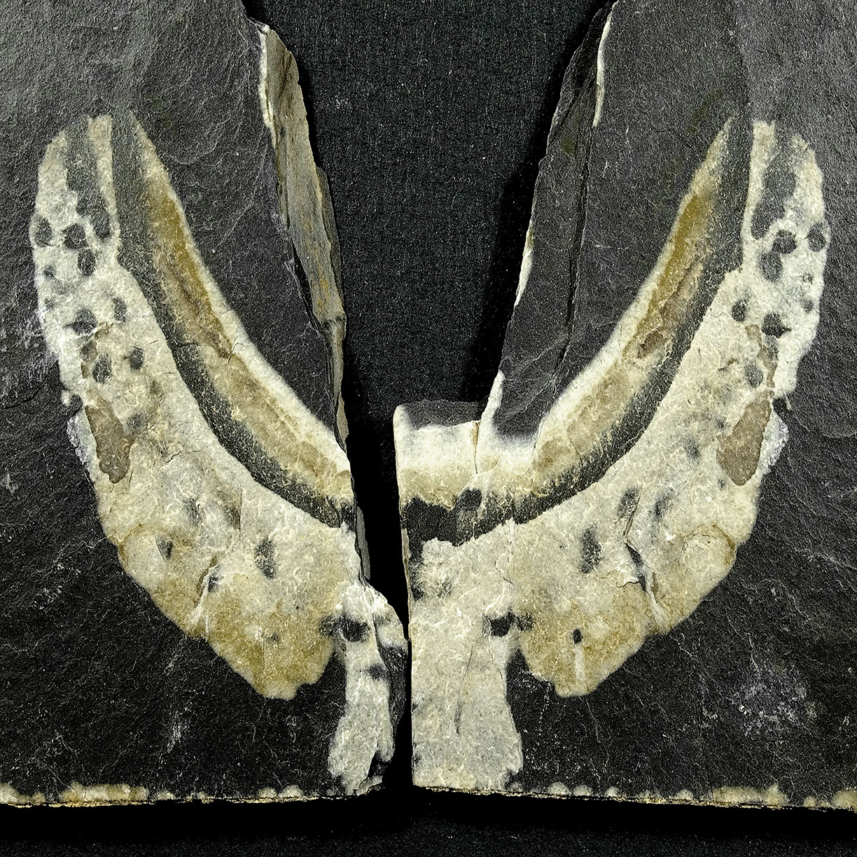 %_tempFileNameSTRUKTUR%20-%20049%