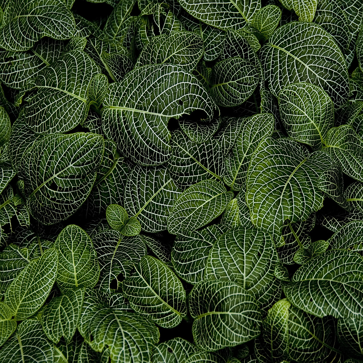 %_tempFileNameSTRUKTUR%20-%20086%