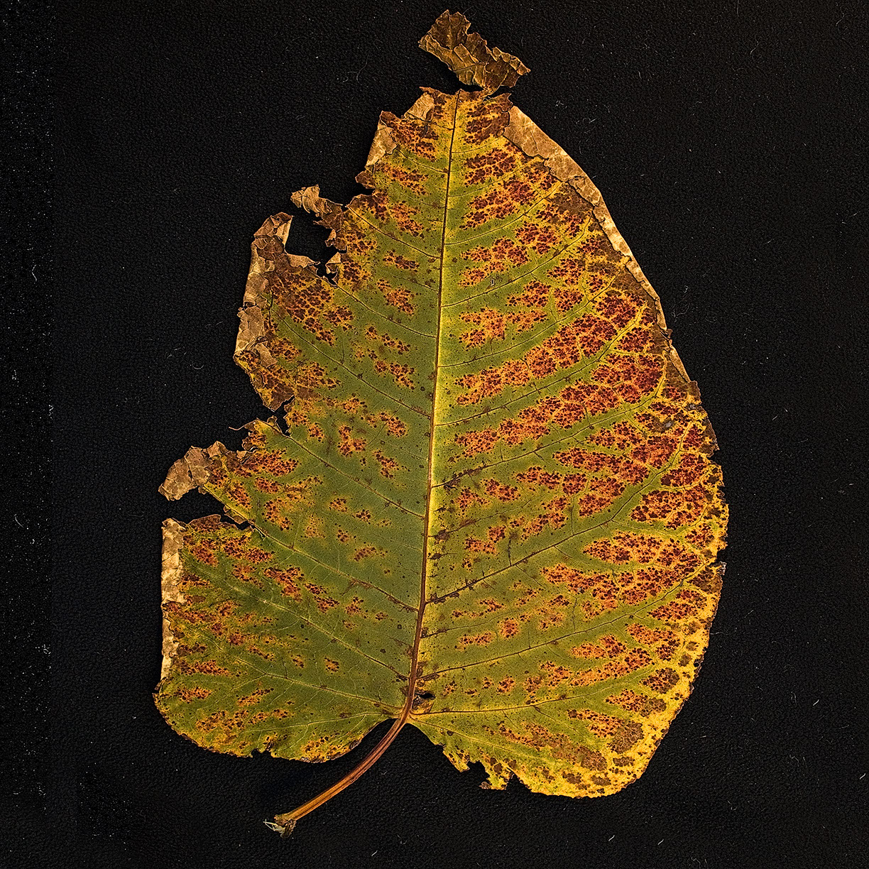 %_tempFileNameSTRUKTUR%20-%20091%