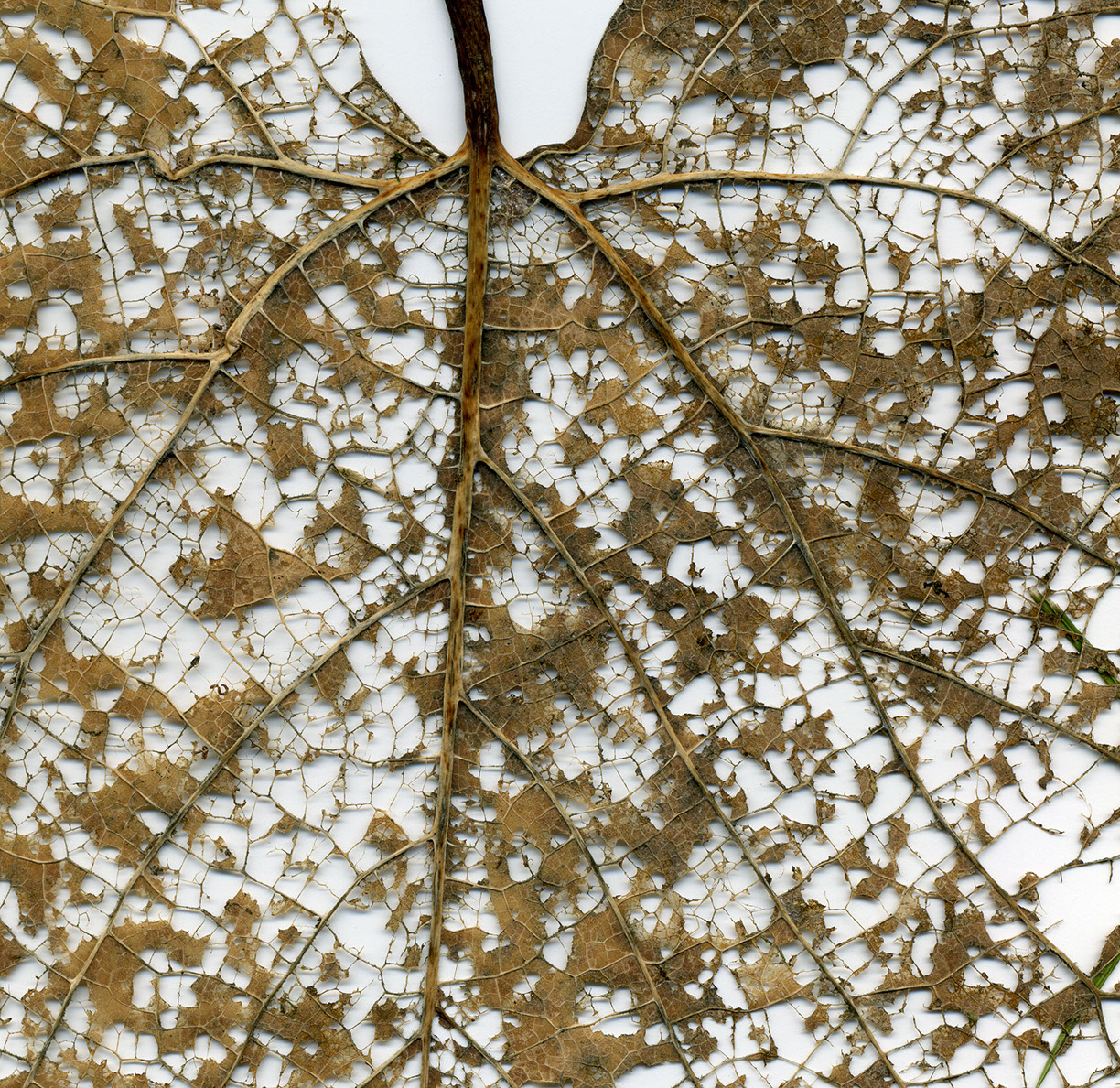 %_tempFileNameSTRUKTUR%20-%20097%