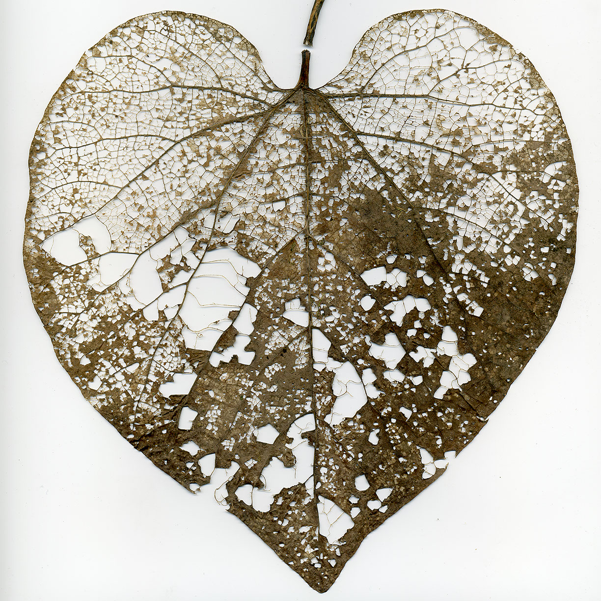 %_tempFileNameSTRUKTUR%20-%20098%