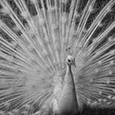 %_tempFileNameSTRUKTUR%20-%20000%