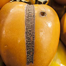 %_tempFileNameSTRUKTUR%20-%20012%