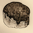 %_tempFileNameSTRUKTUR%20-%20021%