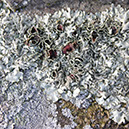 %_tempFileNameSTRUKTUR%20-%20029%