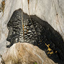 %_tempFileNameSTRUKTUR%20-%20030%