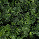 %_tempFileNameSTRUKTUR%20-%20086%