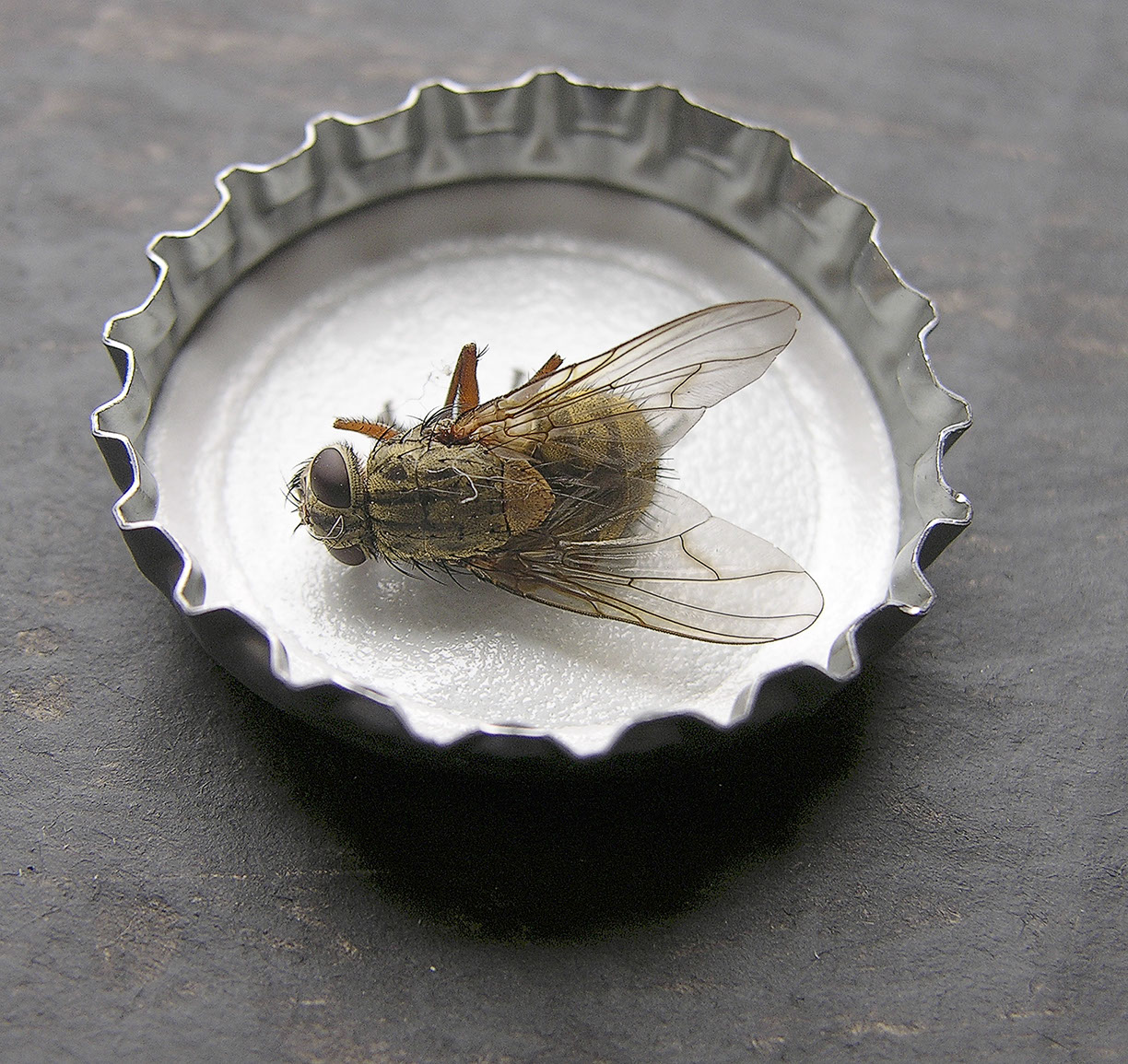 %_tempFileNameTRIBUT%20-%2001%