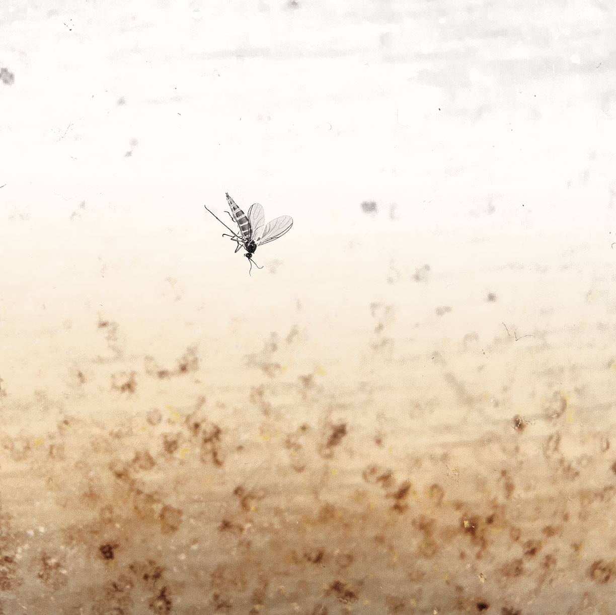 %_tempFileNameTRIBUT%20-%2005%