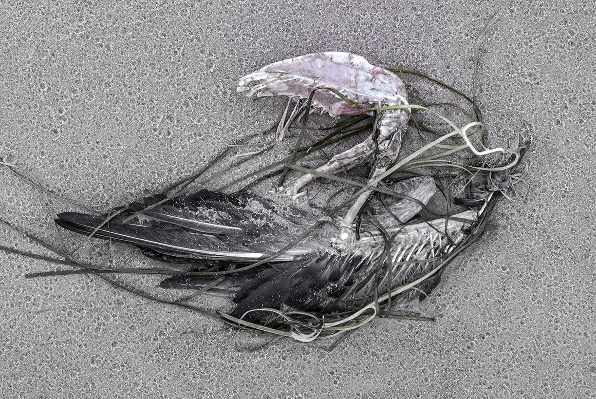 %_tempFileNameTRIBUT%20-%2009%