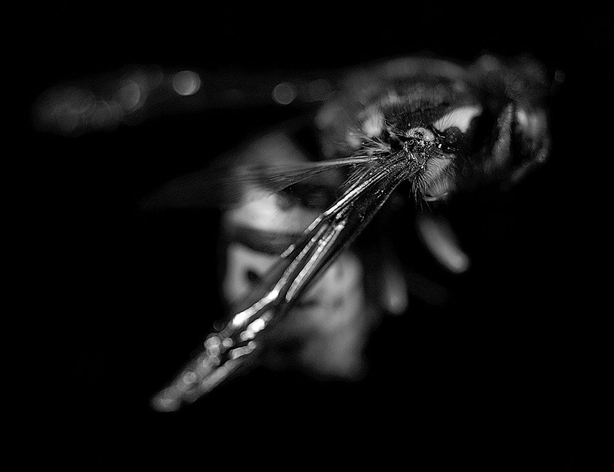 %_tempFileNameTRIBUT%20-%2017%