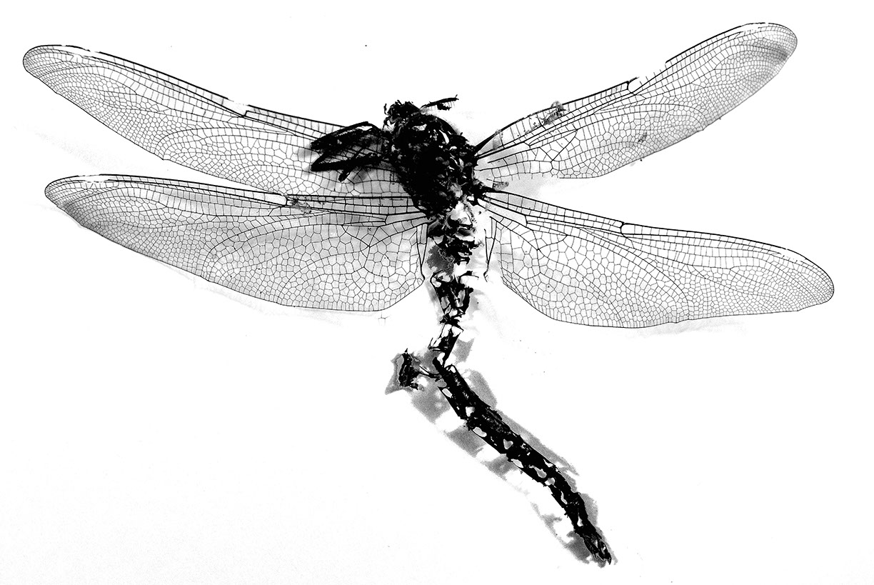 %_tempFileNameTRIBUT%20-%2018%