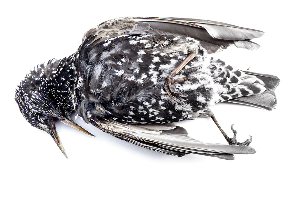 %_tempFileNameTRIBUT%20-%2023%