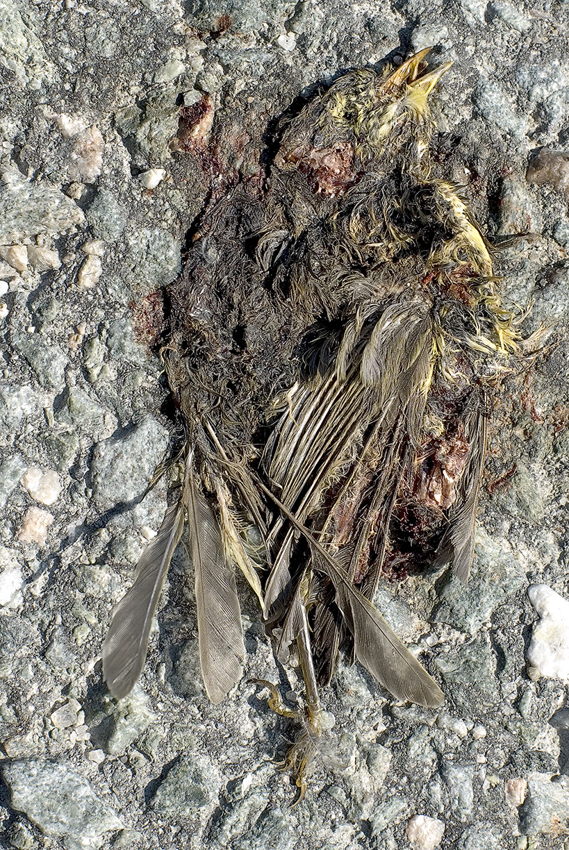 %_tempFileNameTRIBUT%20-%2027%