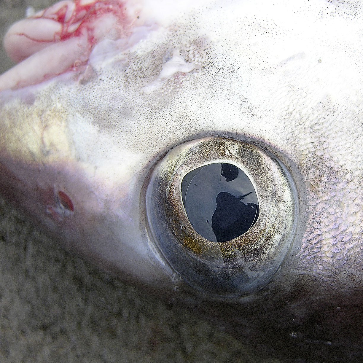 %_tempFileNameTRIBUT%20-%2030%