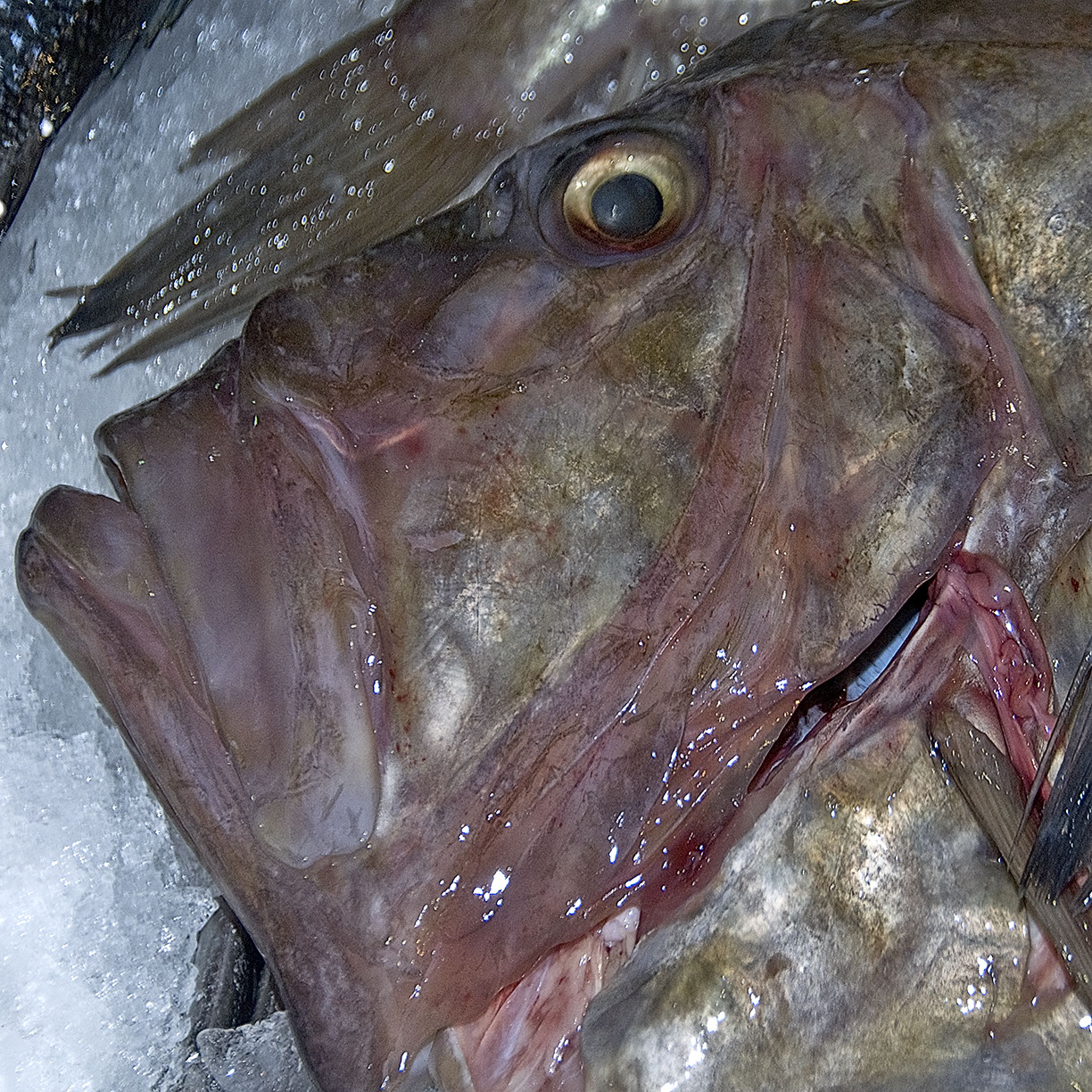 %_tempFileNameTRIBUT%20-%2033%