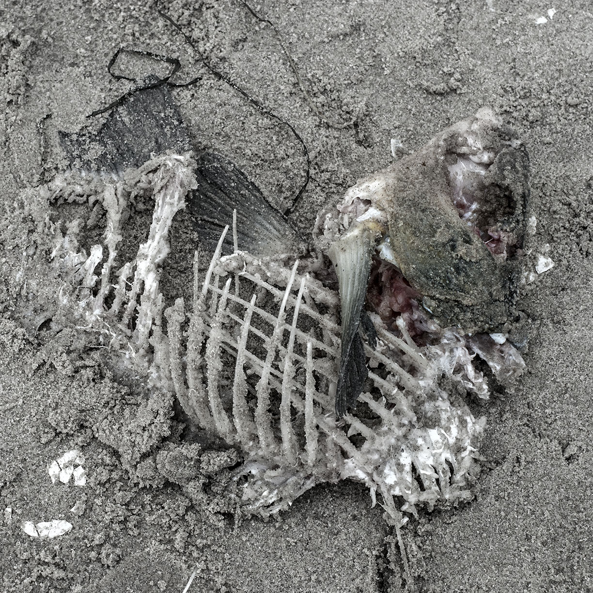 %_tempFileNameTRIBUT%20-%2036%