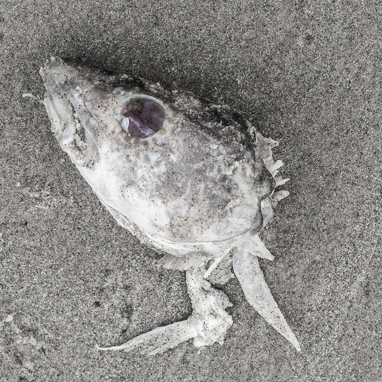 %_tempFileNameTRIBUT%20-%2037%