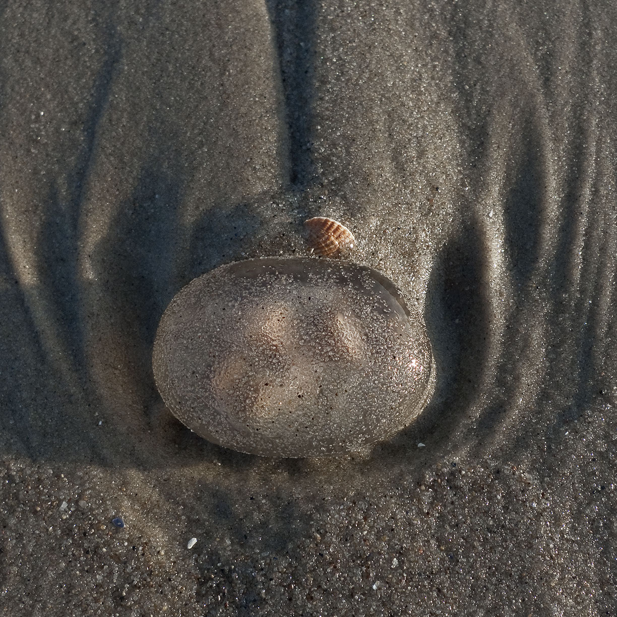 %_tempFileNameTRIBUT%20-%2045%