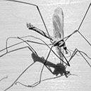 %_tempFileNameTRIBUT%20-%2004%