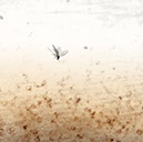 %_tempFileNameTRIBUT%20-%2005%