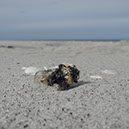 %_tempFileNameTRIBUT%20-%2006%