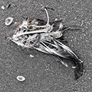 %_tempFileNameTRIBUT%20-%2008%