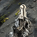 %_tempFileNameTRIBUT%20-%2013%