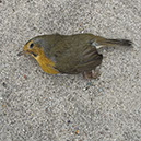 %_tempFileNameTRIBUT%20-%2022%