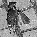 %_tempFileNameTRIBUT%20-%2024%