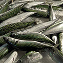 %_tempFileNameTRIBUT%20-%2031%