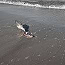 %_tempFileNameTRIBUT%20-%2035%