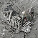 %_tempFileNameTRIBUT%20-%2036%