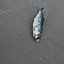 %_tempFileNameTRIBUT%20-%2038%